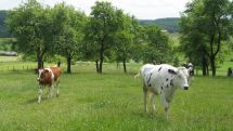 Vertragsnaturschutz / Kulturlandschaftsprogramm